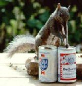 squirrel drinking budweiser
